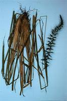 Image result for Setaria grandis
