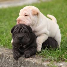 Maybe you would like to learn more about one of these? 2 010 Shar Pei Stock Photos Free Royalty Free Shar Pei Images Depositphotos