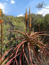 Image result for Aloe spicata