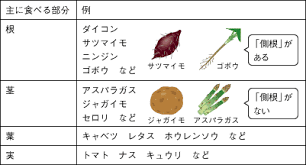 理科 根 茎 野菜の見分け方 ベネッセ教育情報サイト