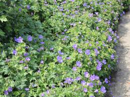 Grows well and has large flowers for a dark leaved geranium.' from darwin plants. Storchschnabel Johnsons Blue Schonste Stauden Expertenwissen