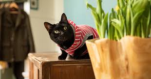 The key to success is. Liven Up Your Space With These Pet Friendly Plants Aspca
