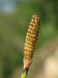 Image result for Equisetum ramosissimum