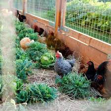Huhn Freundliche Pflanzen Um Neben Coops Zu Wachsen Huhnergarten Huhner Huhner Im Garten