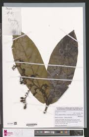 Image result for Calycosiphonia spathicalyx