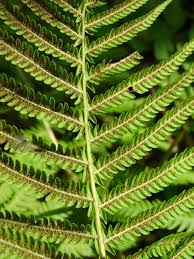 Image result for Thelypteris confluens