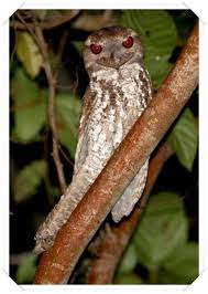 coban aldatan kusu starry owlet kus kusu