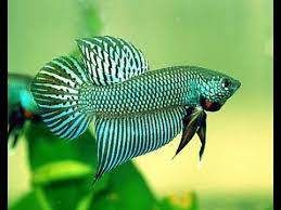 Saat itu ia bermain sebagai cameo dalam serial televisi high kick! Jenis Jenis Ikan Laga Wild Betta Youtube