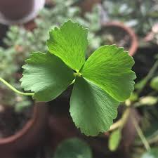 Image result for Marsilea minuta
