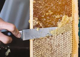It is totally safe (and you can eat honeycomb!! What Is Honeycomb And Can I Eat It Lytchett Bay Apiaries