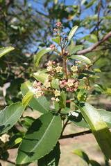 Image result for Gnidia inconspicua