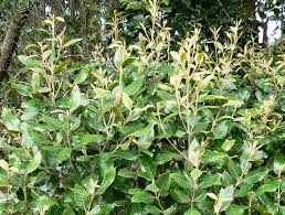 Image result for Curtisia dentata