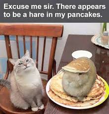 Cute Animals Small Cute And Easy Animals To Draw Step By Step Cute Australian Animals Pictures Yet Pictures Of Funny Animal Pictures Cat Memes Kittens Funny