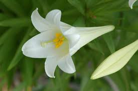 Lilies Flowers White Lily Flowers The Wondrous Pics White Lily Flower Pictures Of Spring Flowers Lily Flower