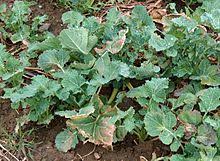 Generell lässt sich nicht konkret festhalten, wann genau die ersten blüten ausgebildet werden, da die rapsblüte. Raps Wikipedia