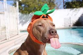 these funny dog videos are the break you need right now in 2021 funny dog videos cute animals dog gifs