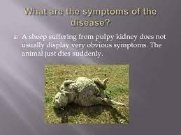 Pulpy Kidney