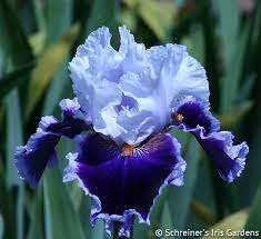 Bold, beautiful bearded iris bloom in late spring. Bravery Tall Bearded Iris