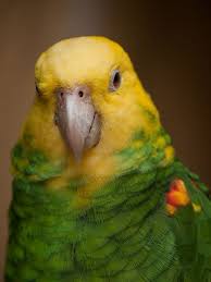 Parrot Parrot Amazon Parrot Pet Birds