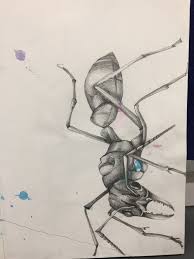 Bull Ant Drawing Graphite Drawings Drawings Watercolor Splash