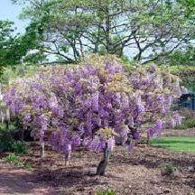 While amethyst falls belongs to the species wisteria frutescens and has the folk name american wisteria, these plants are also common in north america. 9greenbox Wisteria Amethyst Falls Lavender Wisteria Vine Buy Online In French Guiana At Frenchguiana Desertcart Com Productid 12971619