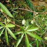 Image result for Merremia tuberosa