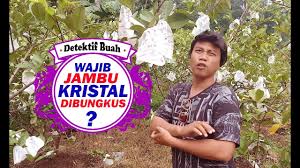 Akan tetapi kebutuhan air ini tidak berlebih, karena jika berlebihan dapat berakibat busuk akar yang justru dapat menyebabkan kematian tanaman. Cara Membungkus Jambu Kristal Yang Baik Dan Benar Youtube