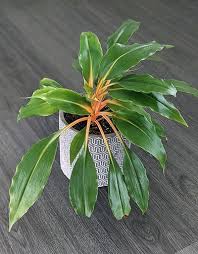 Image result for Chlorophytum nyasae