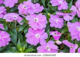 Image result for Impatiens irvingii