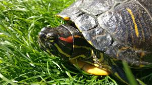 Red eared slider turtle is one of the most popular aquatic turtle pets. How Big Do Red Eared Slider Turtles Get Read Before You Purchase Aquaticpals