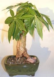 The purpose of this video is to show you what you can do if you have a large or ugly trunk.i split the trunk of this prune in two making two very different l. Money Bonsai Tree Stump Style Pachira Aquatica