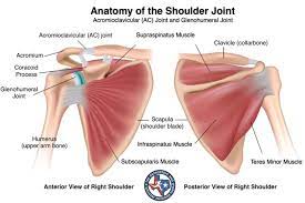 The acromioclavicular joint is where the acromion, part of the shoulder blade (scapula) and the collar bone (clavicle) meet. Right Shoulder Joint Anterior And Posterior View