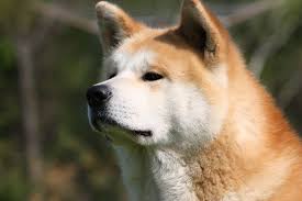 Pin By Dani Point On Dogs Akita Dog Japanese Akita Akita