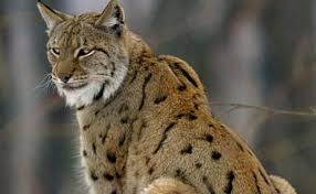 Lince es un juego de mesa que ya lleva unos añitos en el mercado pero a los peques les encanta. El Principado Estudia Como Recuperar El Lince Boreal Extinguido Hace Un Siglo El Comercio