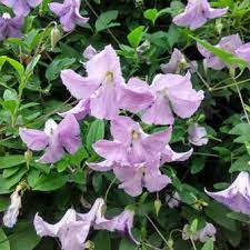 Check spelling or type a new query. Clematis Viticella Betty Corning