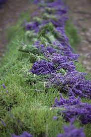Lavender Protective Moisturizer Spf 17 Lavender Flowers Lavender Fields Lavender