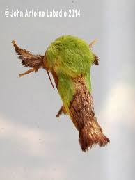 Image result for Chloris