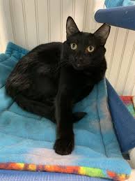 Built on integrity and strong values, we know the difference between right and wrong and take pride in making it our priority to respect all animals and their owners. Cat For Adoption Cole With Jett A Domestic Short Hair Mix In North Branford Ct Petfinder