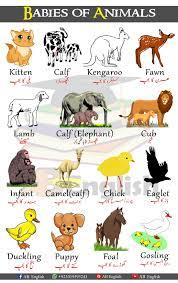 Please make sure you subscribe to the free grammar updates here. Babies Of Animals Learn Animals Babies Names In English With Urdu In 2021 Baby Animal Names Animals Name In English Baby Animals