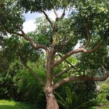 Image result for Afrocanthium ngonii