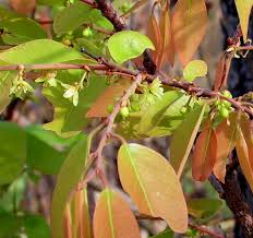 Image result for Pseudolachnostylis maprouneifolia