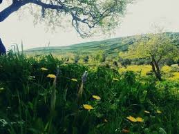 صور فصل الربيع في عصيرة القبلية نابلس فلسطين natural landmarks landmarks nature