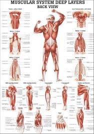 Muscle charts of the human body for your reference value these charts show the major superficial and deep muscles of the human body. Deeper Muscles Rear View English 70 X 100 Cm Paper Ch37