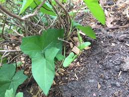 Anti Liseron Naturel Comment L Eliminer Astuce Jardin Jardin Potager Jardinage