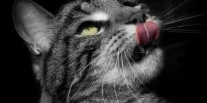 Le Miel Est Il Toxique Pour Les Chats