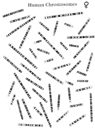 Karyotyping