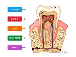 Maybe you would like to learn more about one of these? Keratan Rentas Gigi Oleh Cikgu Nurhamizah Sk Seri Utama Gambar Rajah Berlabel