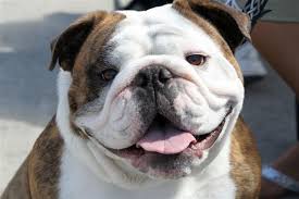 Are english bulldog good to run with? Everything You Need To Know About Miniature English Bulldogs Pet Ponder
