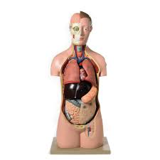 Don´t forget that and always keep that in mind when you draw a figure. E8r04612 Human Torso Model 17 Parts Findel International