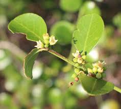 Image result for Scutia myrtina